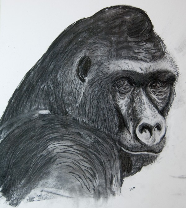 gorilla