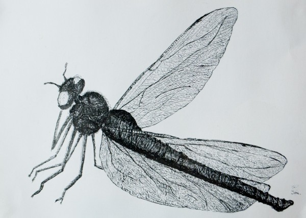 insect