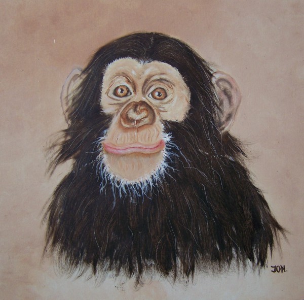 Chimpansee