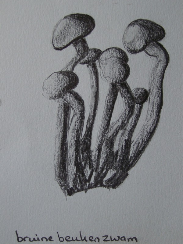 Paddenstoelen